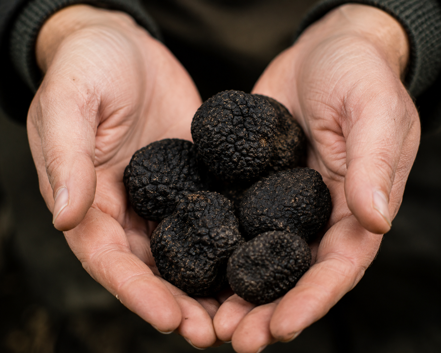 Fresh Truffle